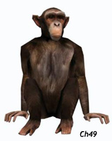 chimp-onomics